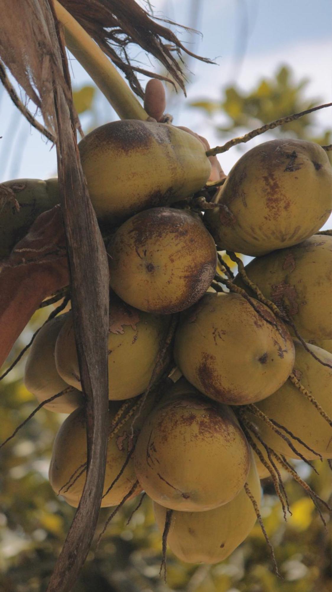 Pousada Recanto Da Mata Porto Seguro Luaran gambar